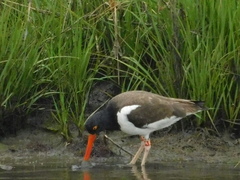 Haematopus palliatus