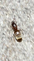 Lasius