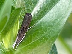 Parapediasia teterrellus