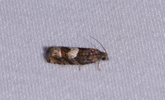 Eucosma parmatana