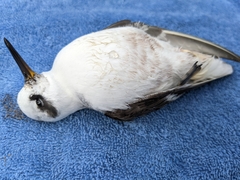 Phalaropus fulicarius