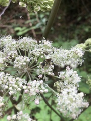 Symphyta