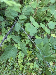 Rubus ursinus