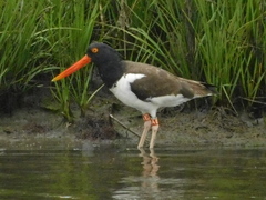 Haematopus palliatus