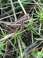 Stenobothrus lineatus