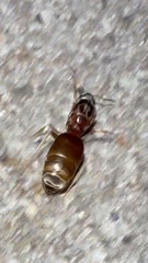 Lasius