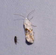 Ponometia candefacta