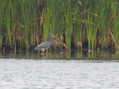 Egretta tricolor