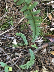 Asplenium platyneuron
