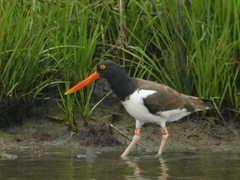 Haematopus palliatus
