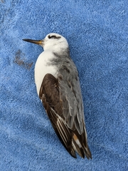 Phalaropus fulicarius