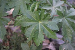 Ricinus communis