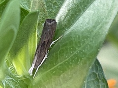 Parapediasia teterrellus