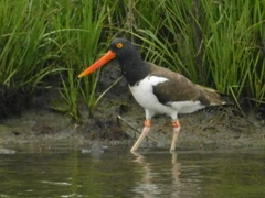 Haematopus palliatus