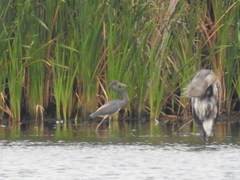 Egretta tricolor
