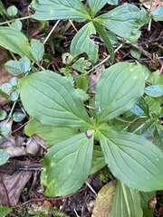 Cornus unalaschkensis