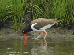 Haematopus palliatus
