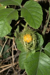 Passiflora foetida