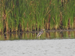 Egretta tricolor