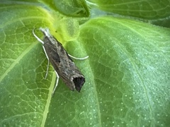 Parapediasia teterrellus