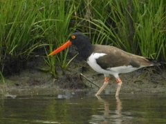 Haematopus palliatus
