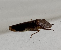 Homalodisca vitripennis