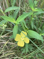 Ludwigia octovalvis