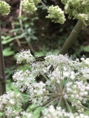 Symphyta
