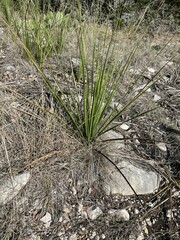 Dasylirion texanum
