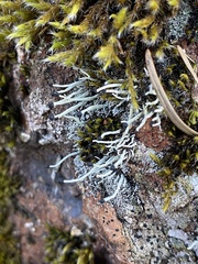 Pilophorus acicularis