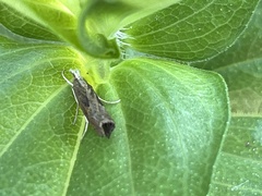 Parapediasia teterrellus