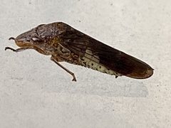 Homalodisca vitripennis