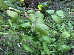 Rubus occidentalis