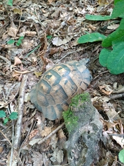 Testudo graeca ibera