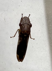 Homalodisca vitripennis
