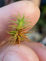 Polytrichum juniperinum