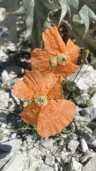 Papaver