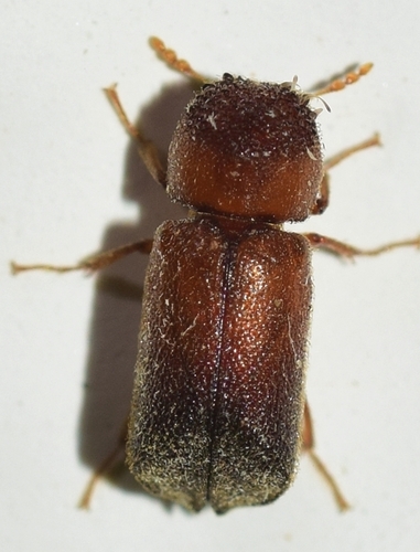 Xyloperthella