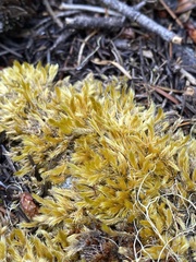 Homalothecium aureum