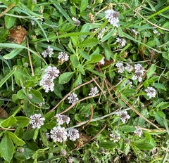 Phyla nodiflora