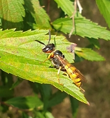 Philanthus triangulum