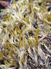 Homalothecium aureum