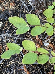 Symphoricarpos mollis