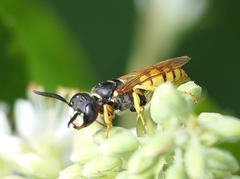 Philanthus triangulum