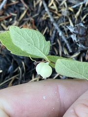 Symphoricarpos mollis