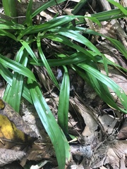 Carex laxiflora