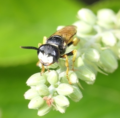 Philanthus triangulum