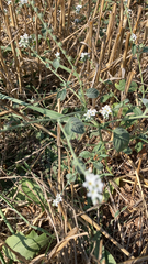 Heliotropium europaeum