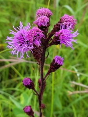 Liatris ligulistylis