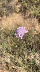 Sixalix atropurpurea